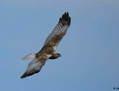 Western Marsh Harrier