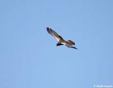 African Marsh Harrier