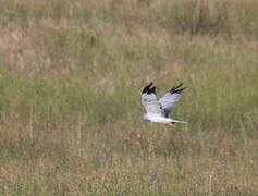 Hen Harrier