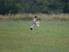 Hen Harrier