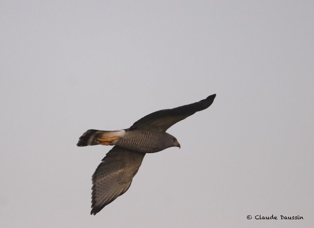 Grey-lined Hawkadult