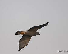 Grey-lined Hawk