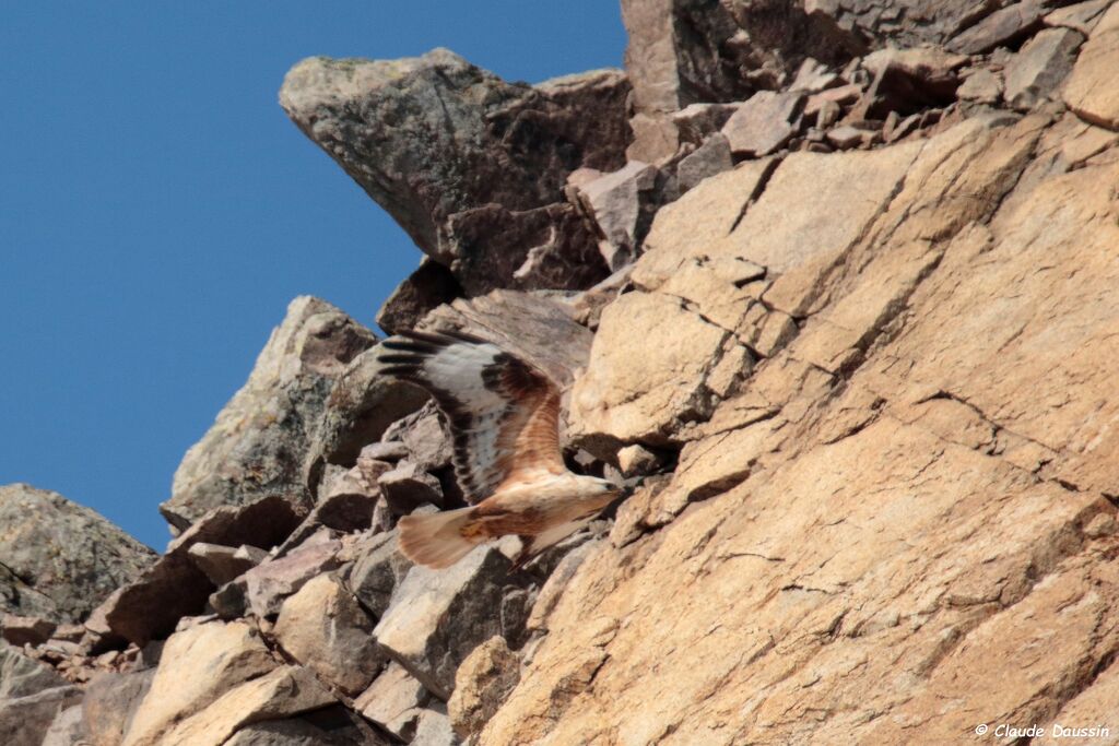 Long-legged Buzzard