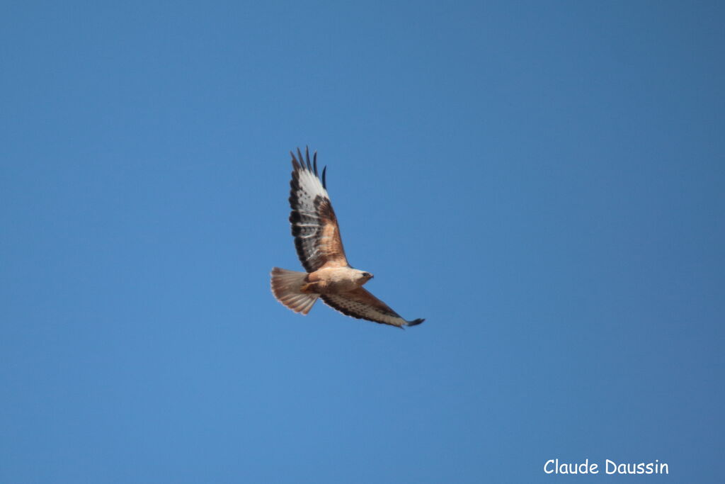 Long-legged Buzzard