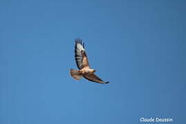 Long-legged Buzzard