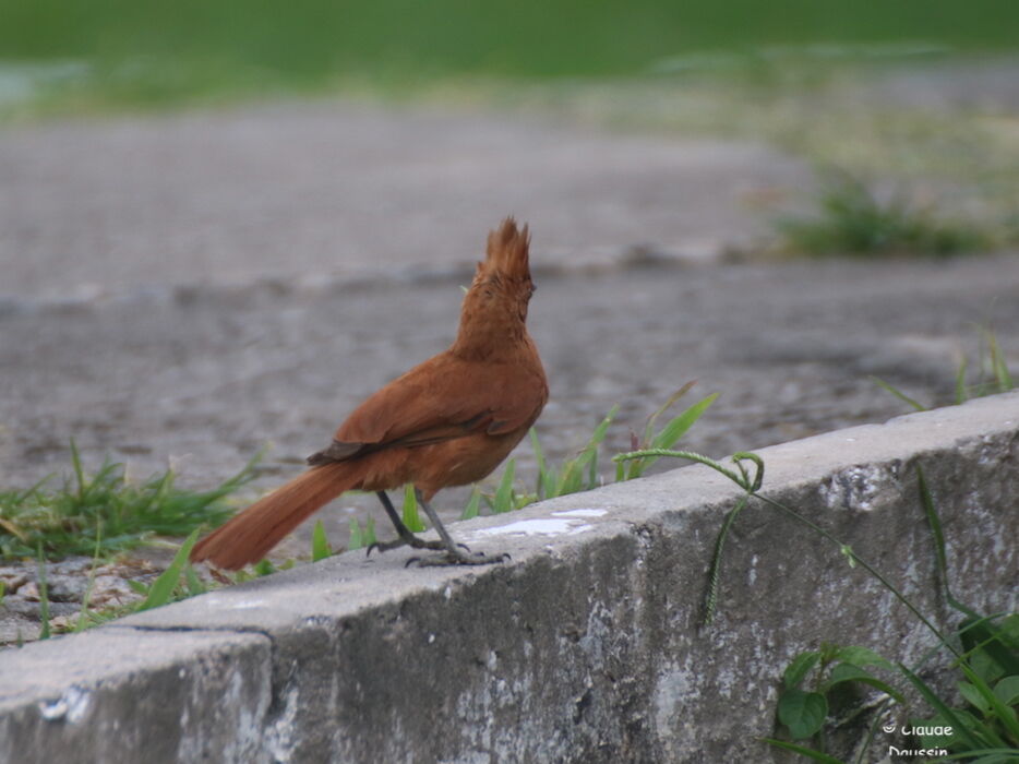 Caatinga Cacholoteadult