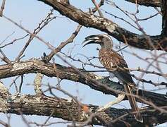 African Grey Hornbill