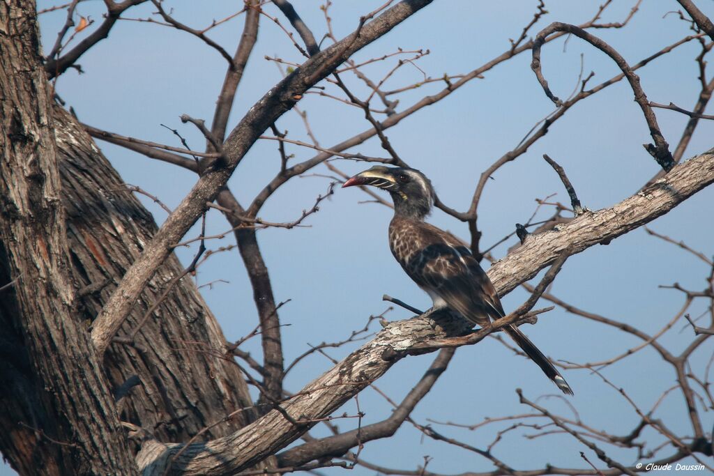 African Grey Hornbill