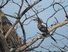 African Grey Hornbill