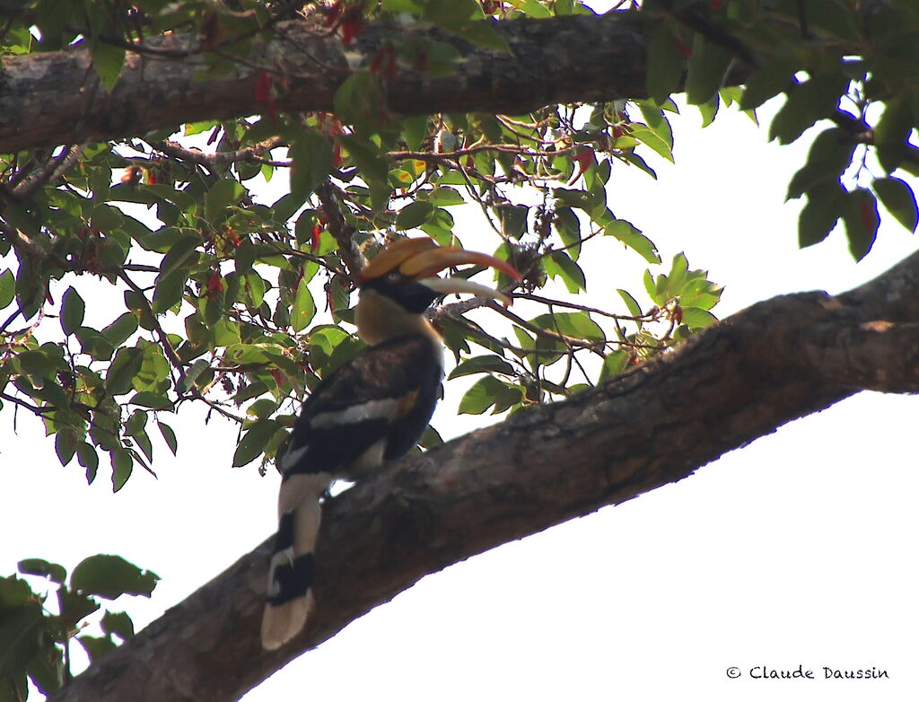 Great Hornbill