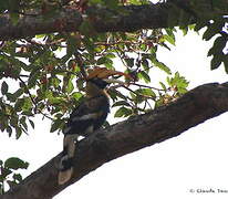 Great Hornbill