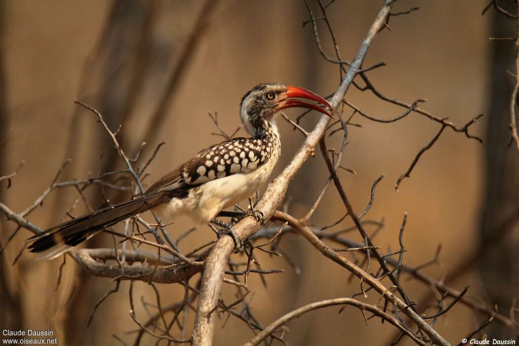 Southern Red-billed Hornbill, identification