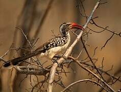 Southern Red-billed Hornbill