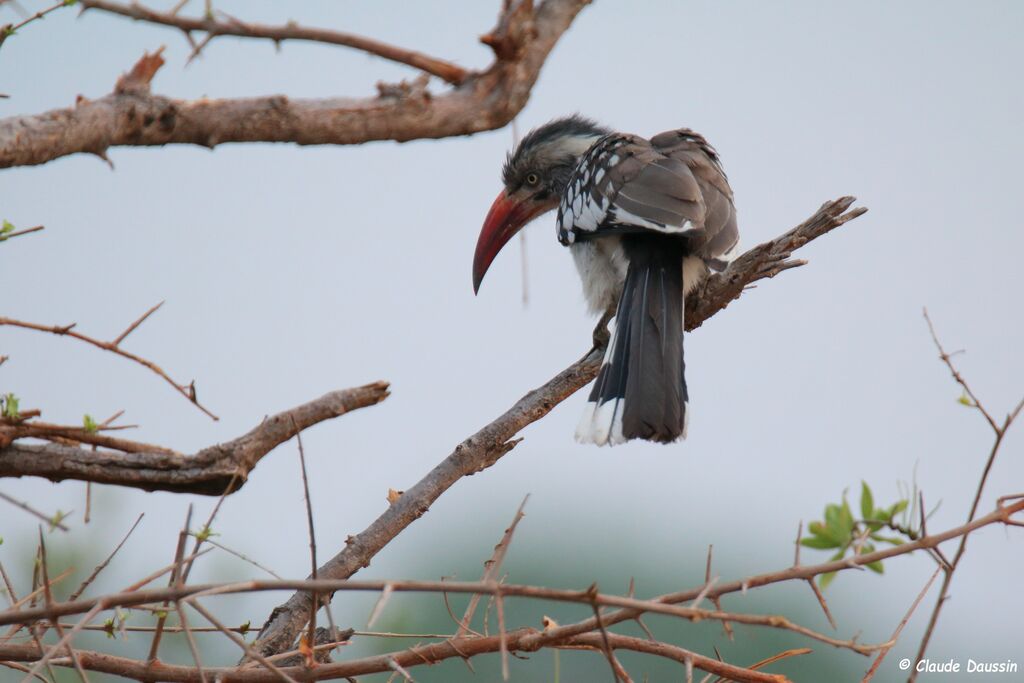 Southern Red-billed Hornbill