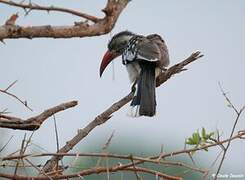 Southern Red-billed Hornbill