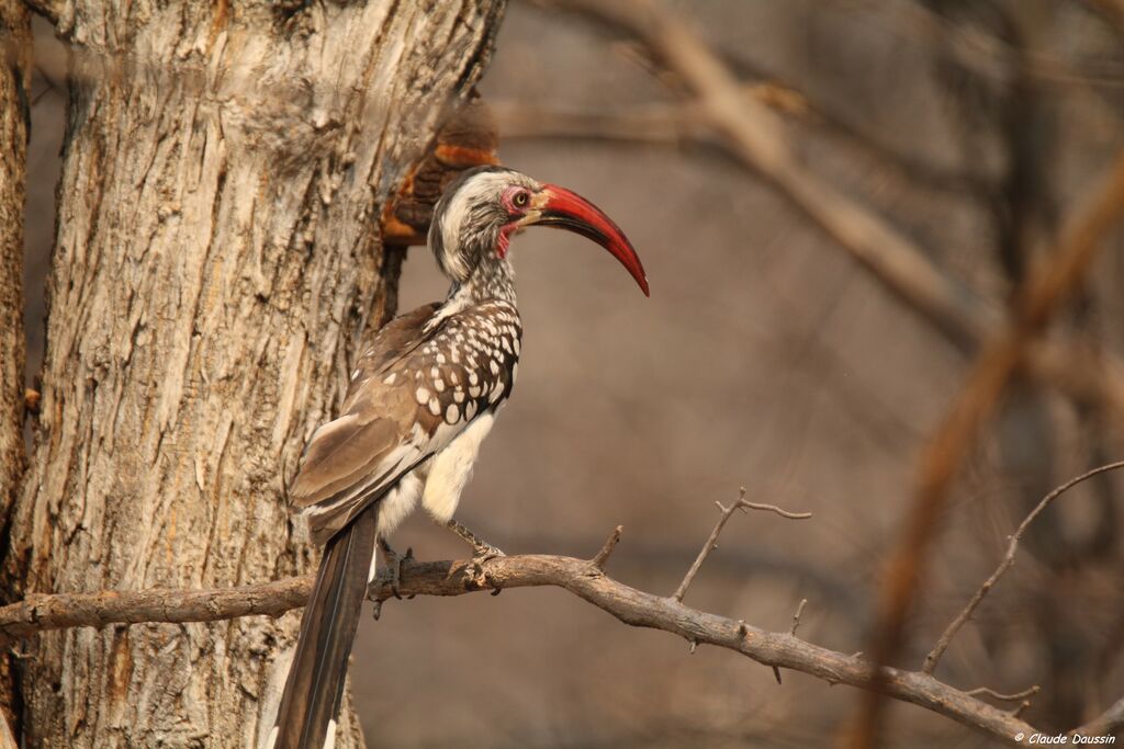 Southern Red-billed Hornbill