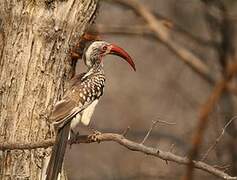 Southern Red-billed Hornbill