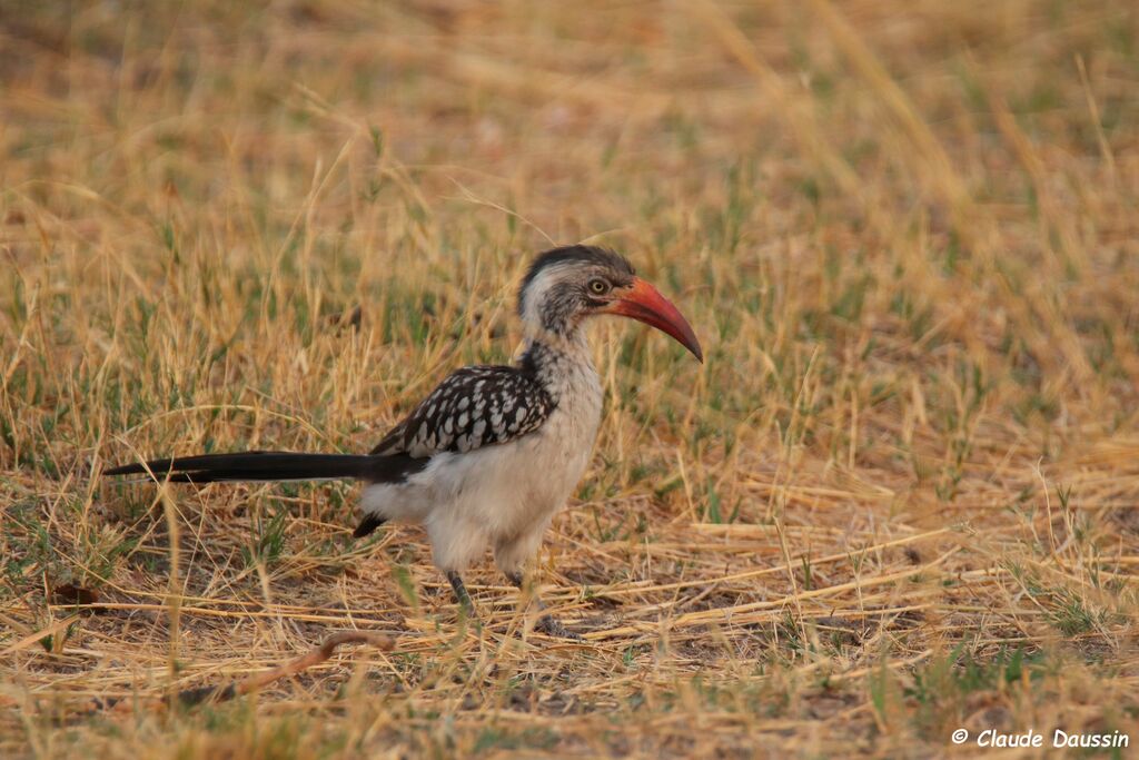 Southern Red-billed Hornbill