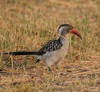 Southern Red-billed Hornbill