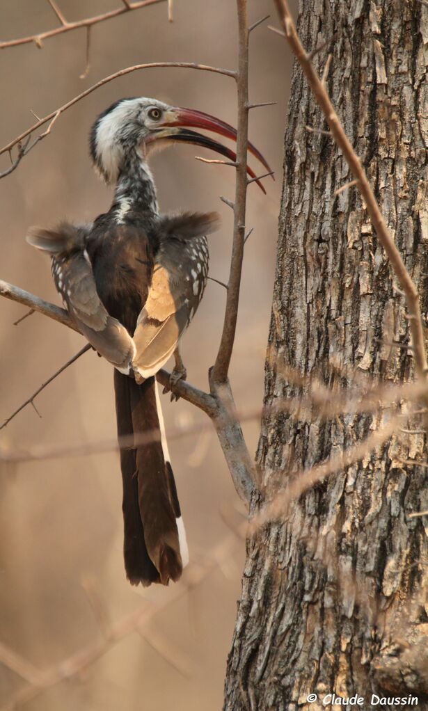 Southern Red-billed Hornbill