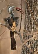 Southern Red-billed Hornbill