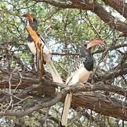 Monteiro's Hornbill