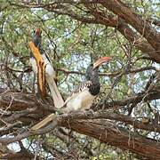 Monteiro's Hornbill