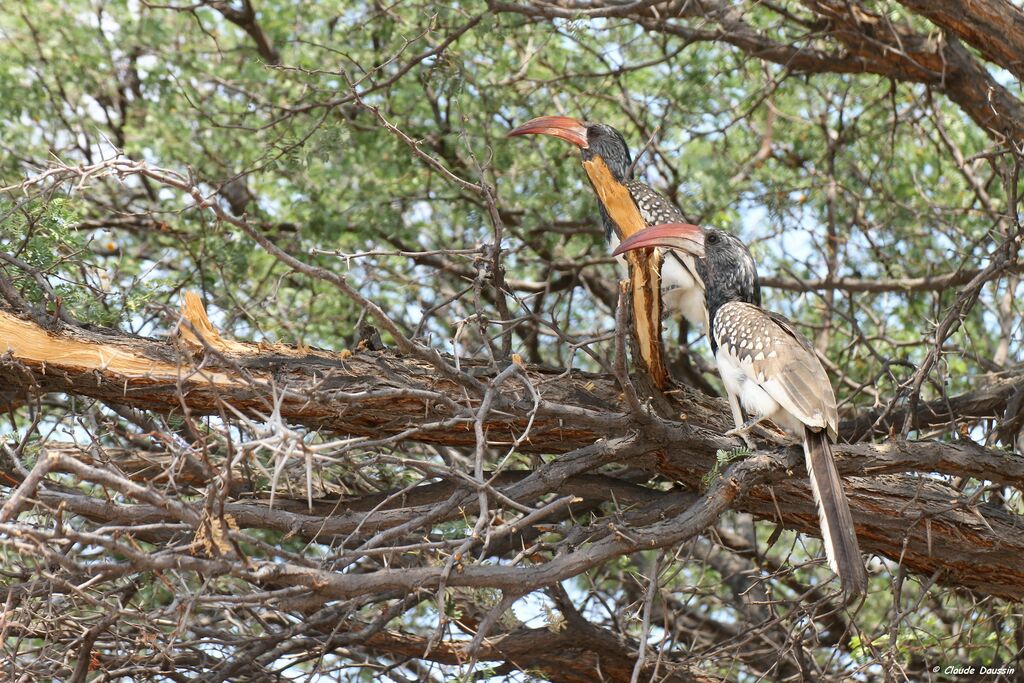 Monteiro's Hornbill