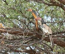 Monteiro's Hornbill