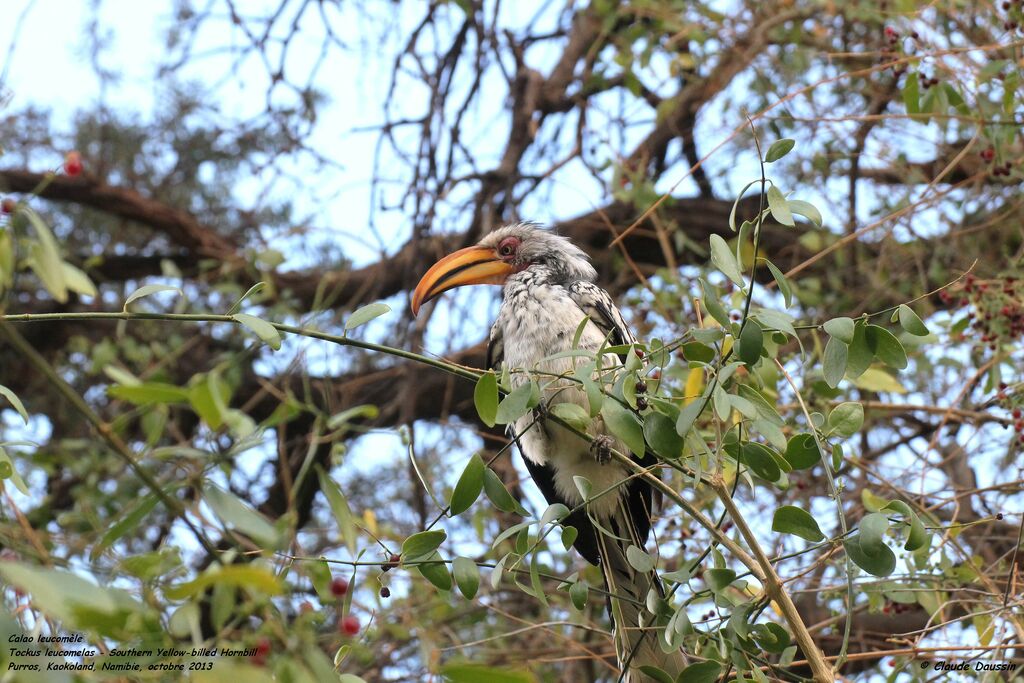 Southern Yellow-billed Hornbill