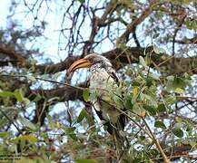 Southern Yellow-billed Hornbill