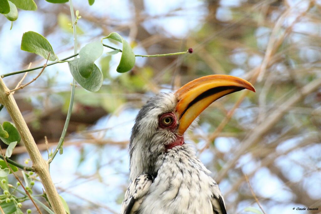 Southern Yellow-billed Hornbill