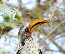 Southern Yellow-billed Hornbill