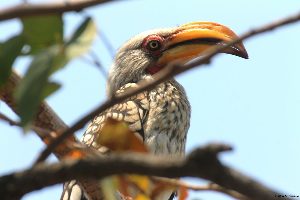 Southern Yellow-billed Hornbill