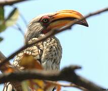 Southern Yellow-billed Hornbill