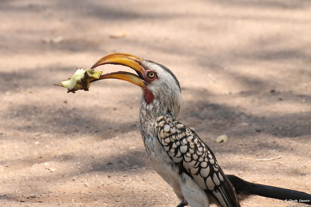 Calao leucomèle