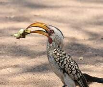 Southern Yellow-billed Hornbill