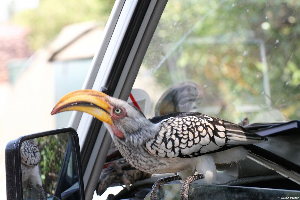 Southern Yellow-billed Hornbill