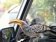 Southern Yellow-billed Hornbill