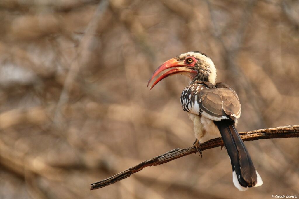 Southern Yellow-billed Hornbill