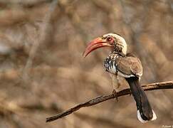 Southern Yellow-billed Hornbill