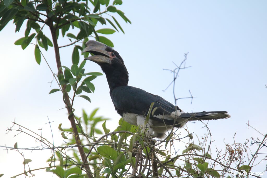 Trumpeter Hornbill