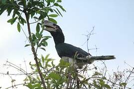 Trumpeter Hornbill