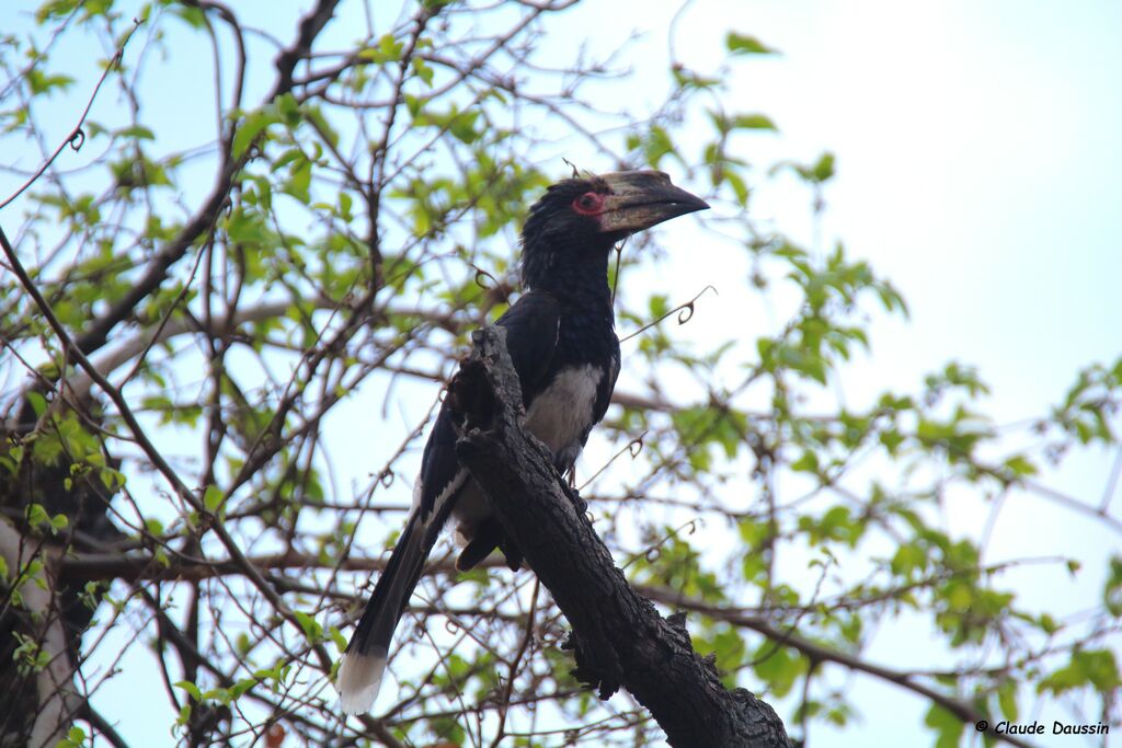 Trumpeter Hornbill