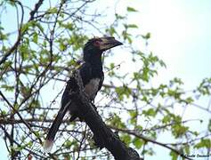 Trumpeter Hornbill