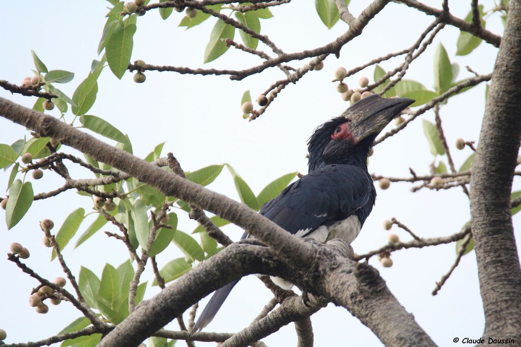 Trumpeter Hornbill