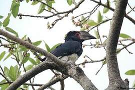 Trumpeter Hornbill