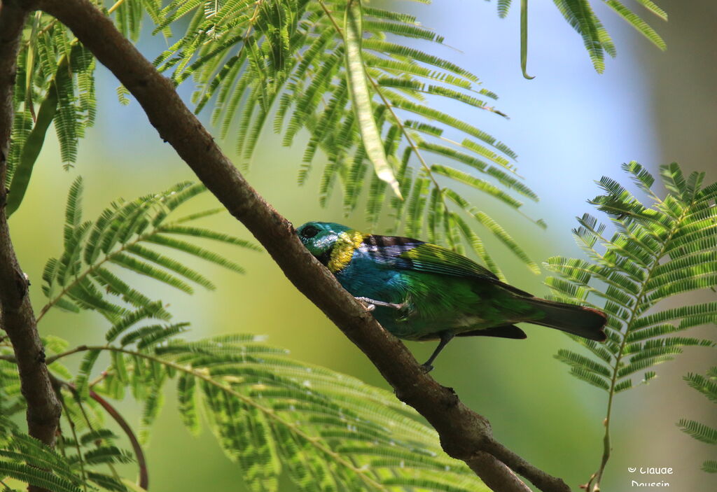 Green-headed Tanager