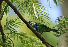 Green-headed Tanager