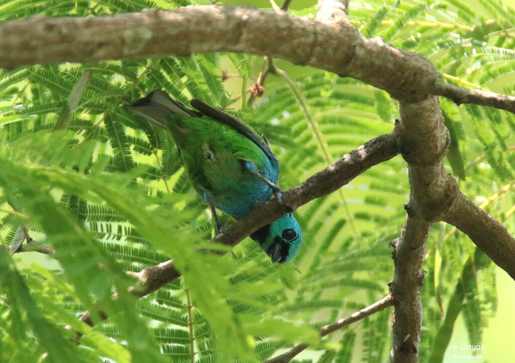 Green-headed Tanager